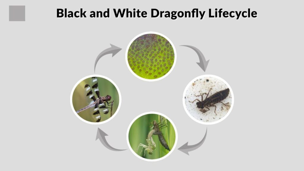 Black and White Dragonfly Lifecycle