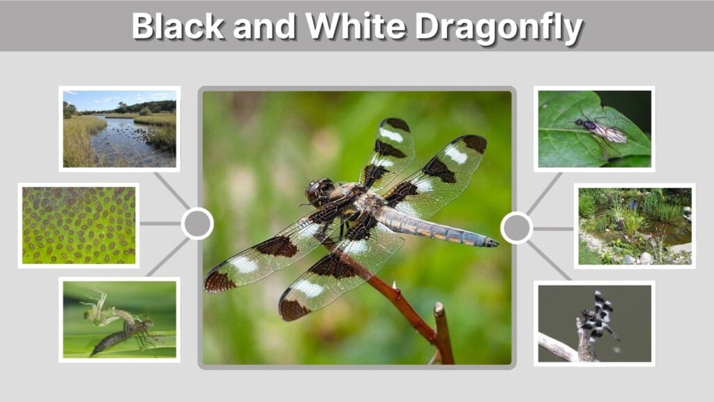 Black and White Dragonfly: Identification, Habitat and Facts
