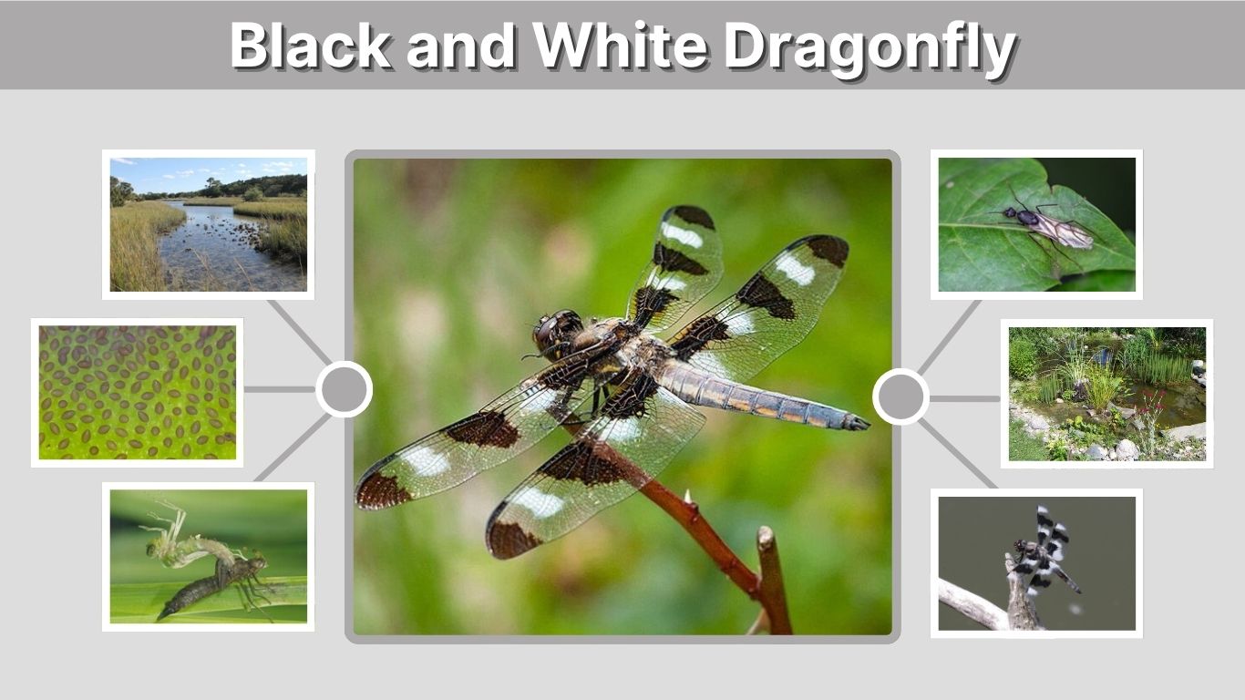 Black and White Dragonfly: Identification, Habitat and Facts