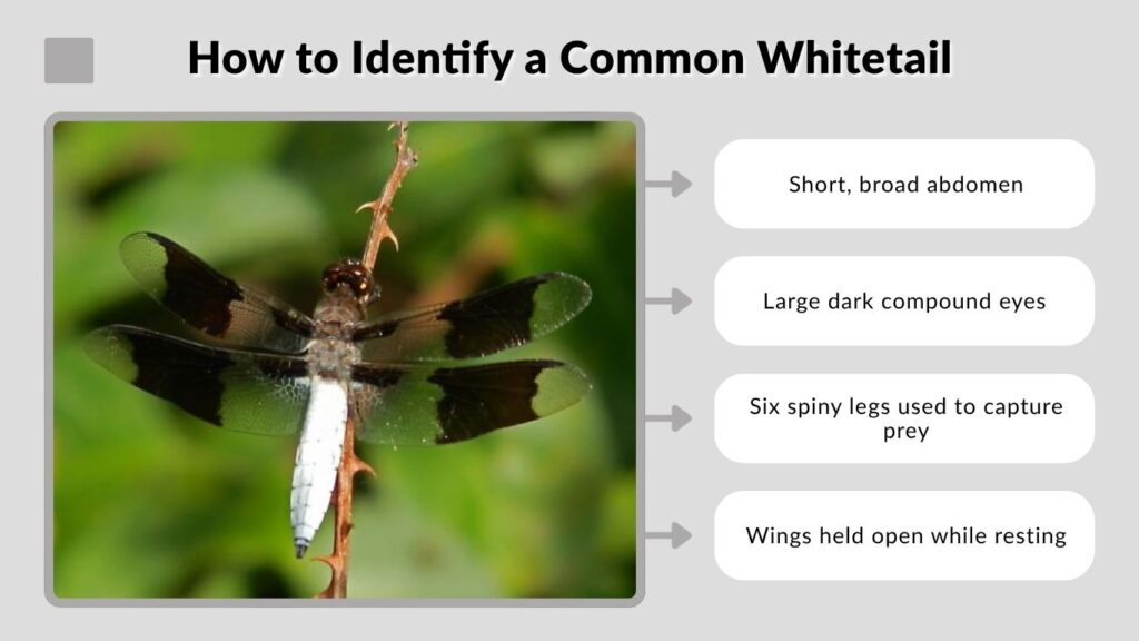How to Identify a Common Whitetail