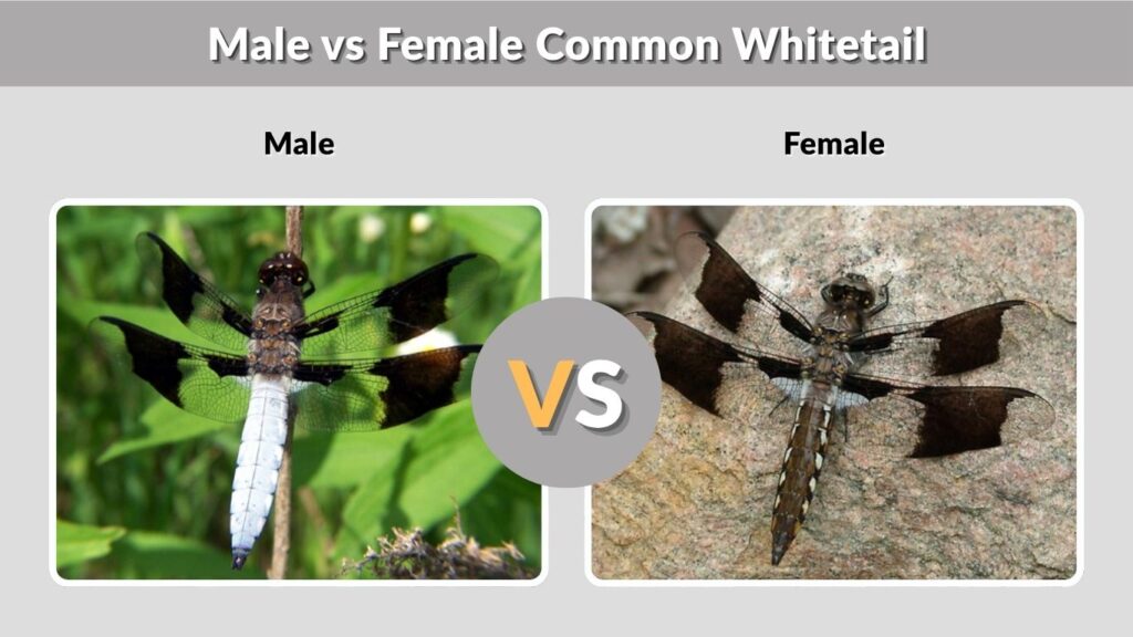 Male vs Female Common Whitetail