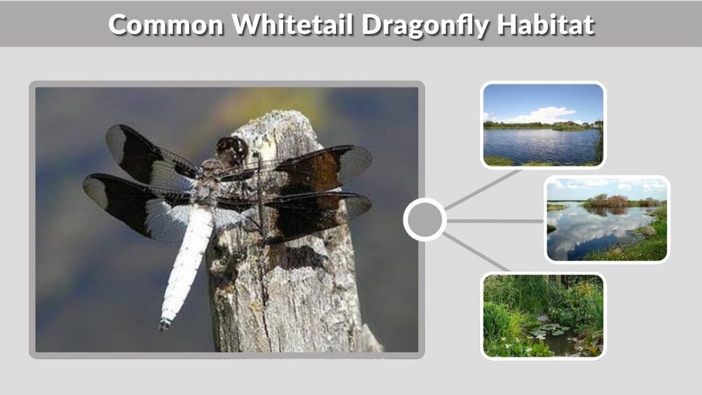 Common Whitetail Dragonfly Habitat