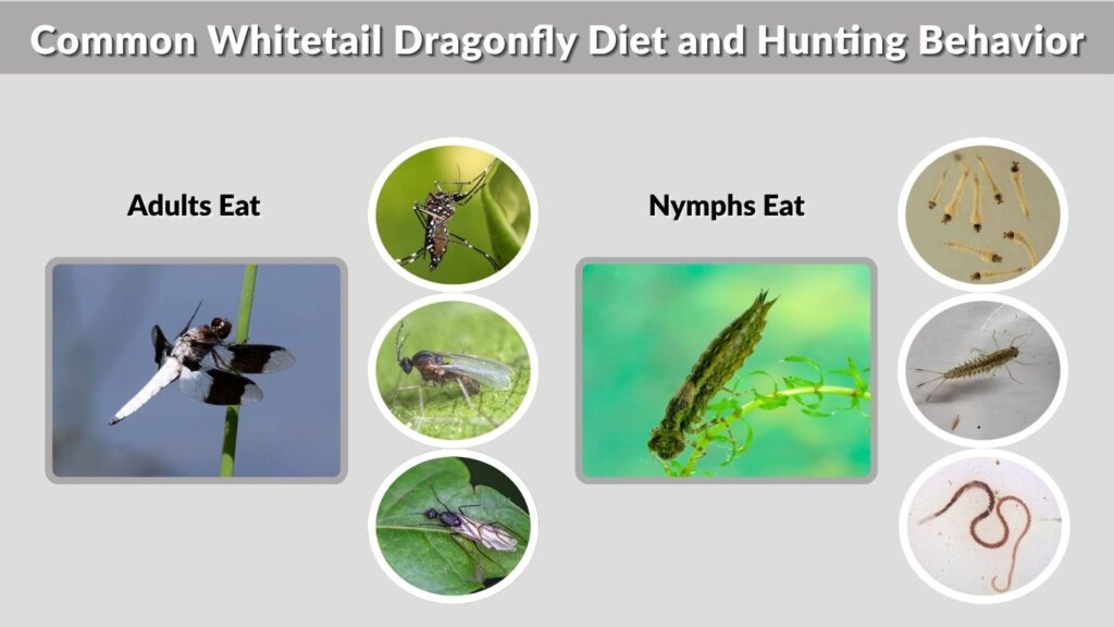 Common Whitetail Dragonfly Diet and Hunting Behavior