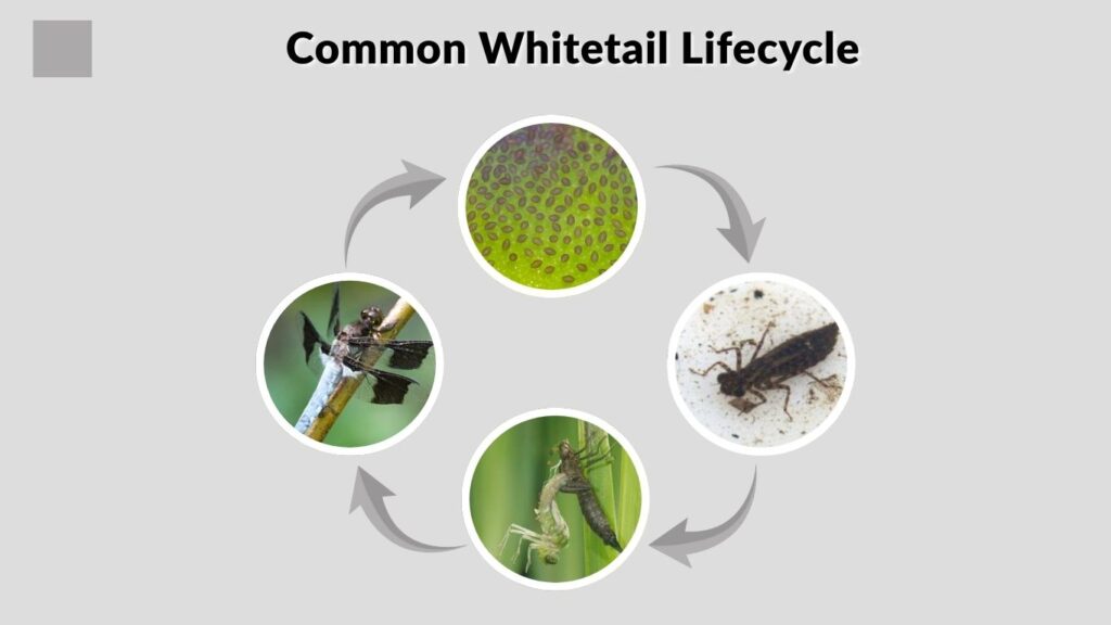 Common Whitetail Lifecycle