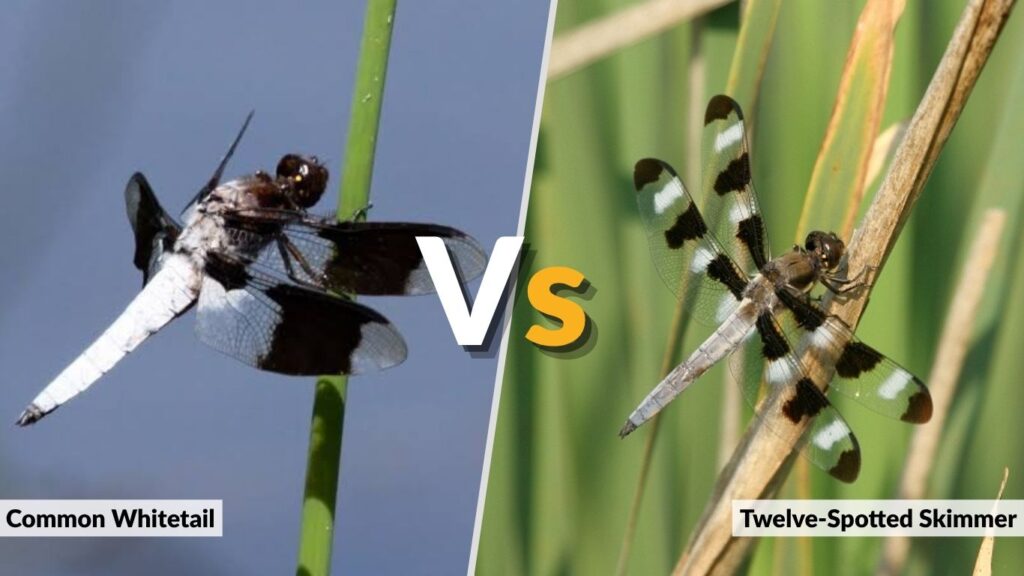 Common Whitetail vs Twelve-Spotted Skimmer