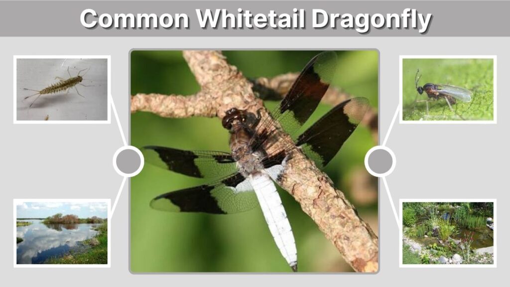 Common Whitetail Dragonfly: Identification, Habitat and Facts