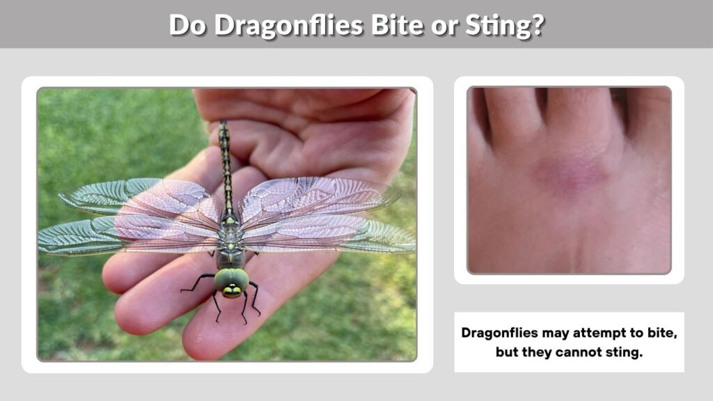 Do Dragonflies Bite or Sting?
