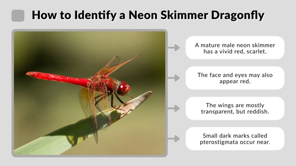 How to Identify a Neon Skimmer Dragonfly