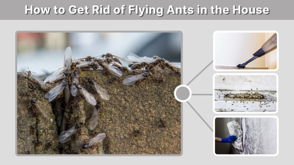 How to Get Rid of Flying Ants in the House