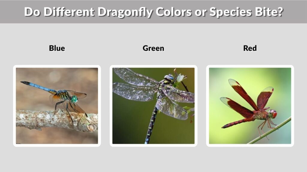 Do Different Dragonfly Colors or Species Bite?
