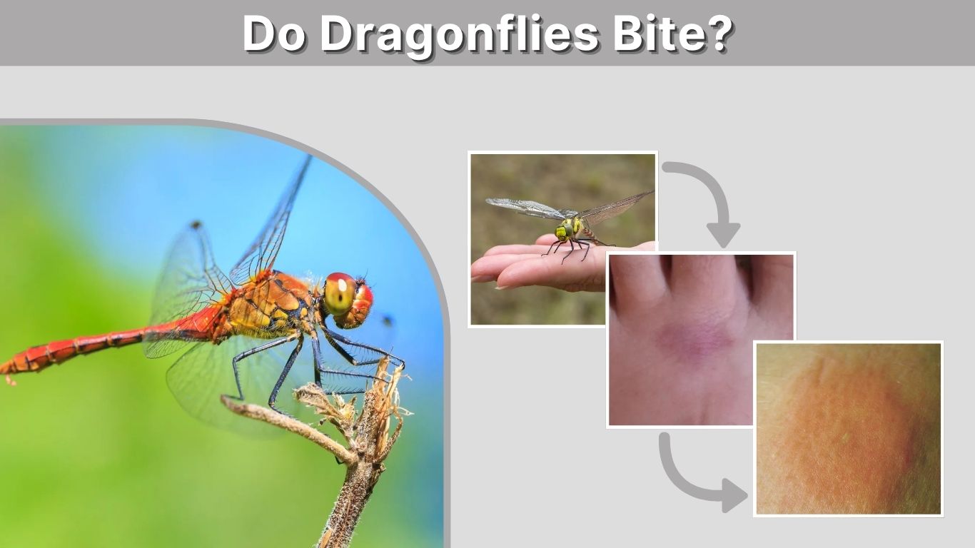 Do Dragonflies Bite? Bite Risk, Pain, and First Aid