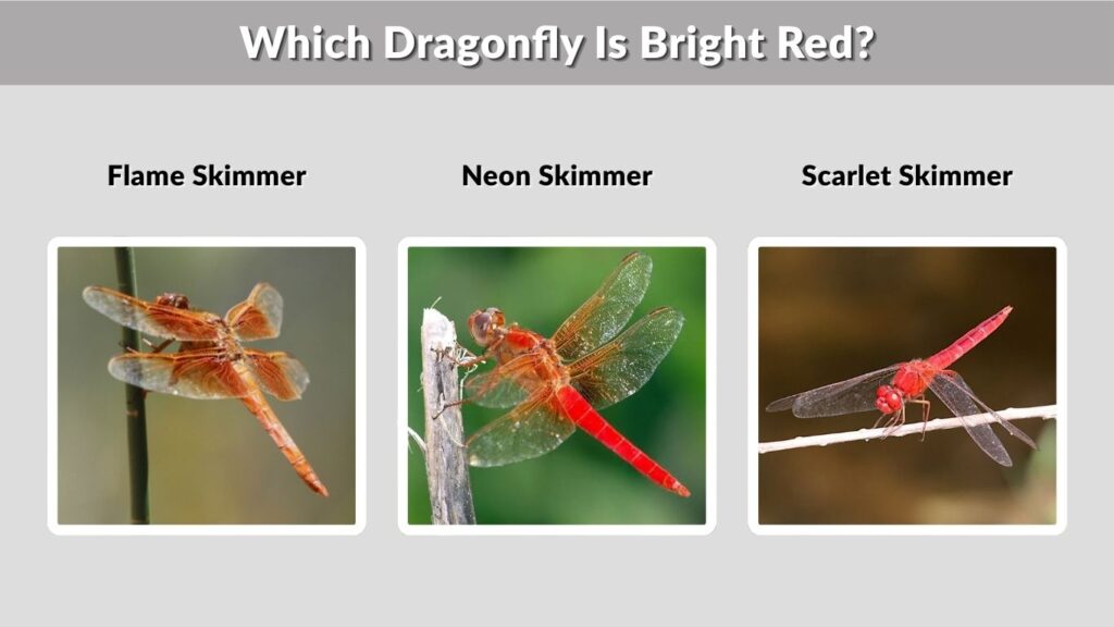 Which Dragonfly Is Bright Red?