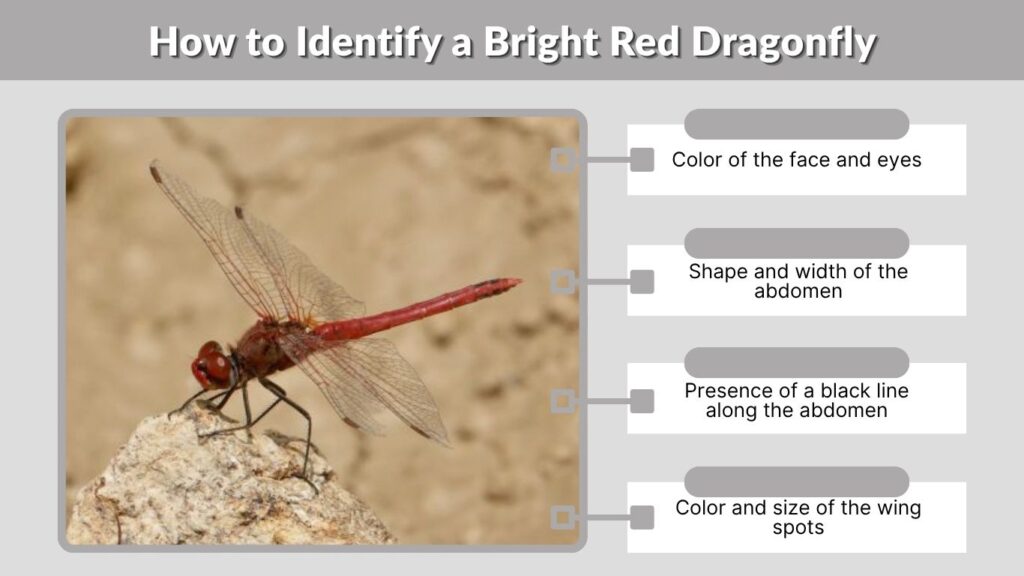 How to Identify a Bright Red Dragonfly