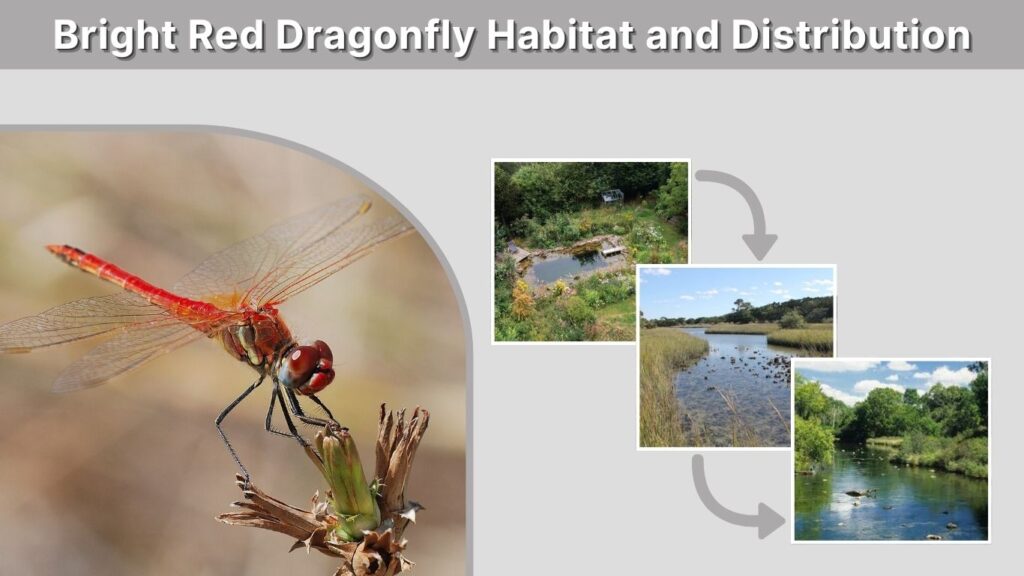 Bright Red Dragonfly Habitat and Distribution