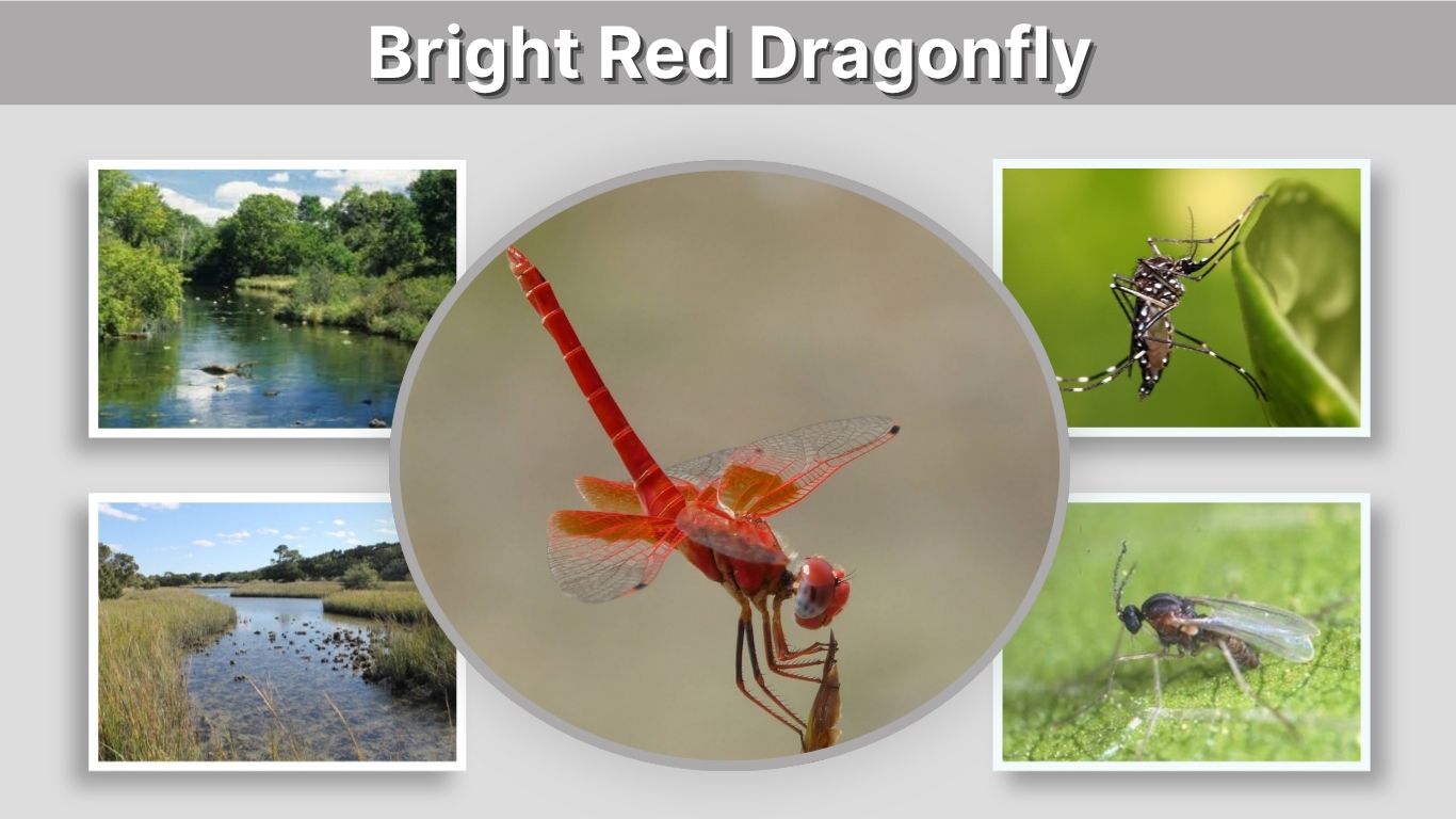 Bright Red Dragonfly: Identification, Habitat, and Meaning