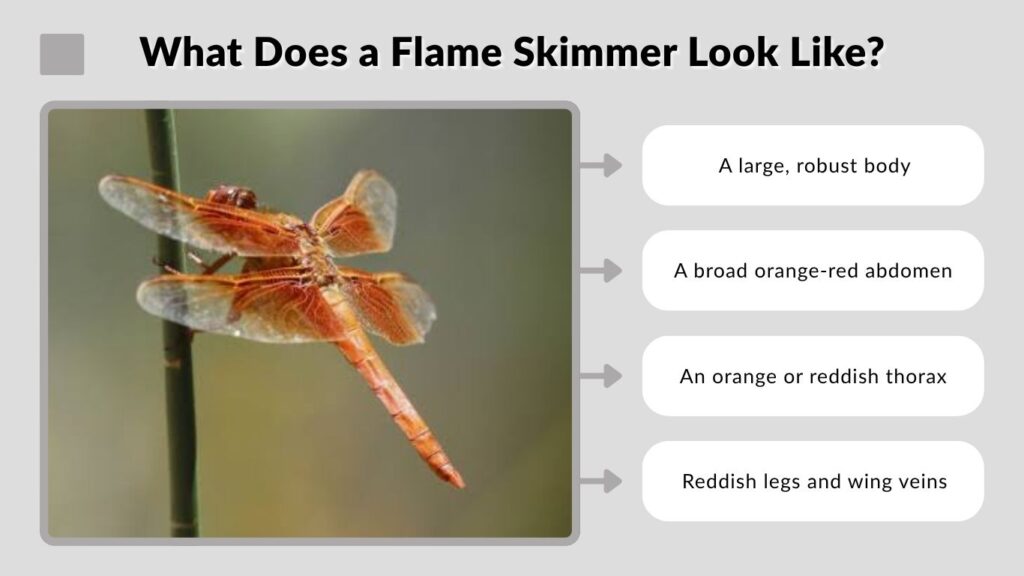 What Does a Flame Skimmer Look Like?