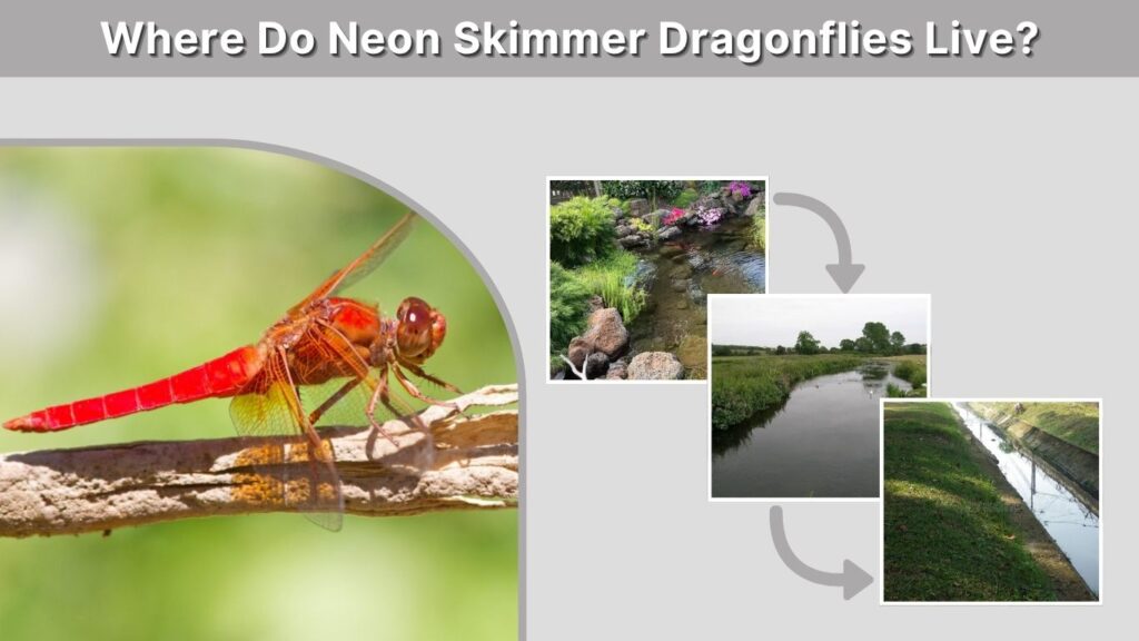Where Do Neon Skimmer Dragonflies Live?