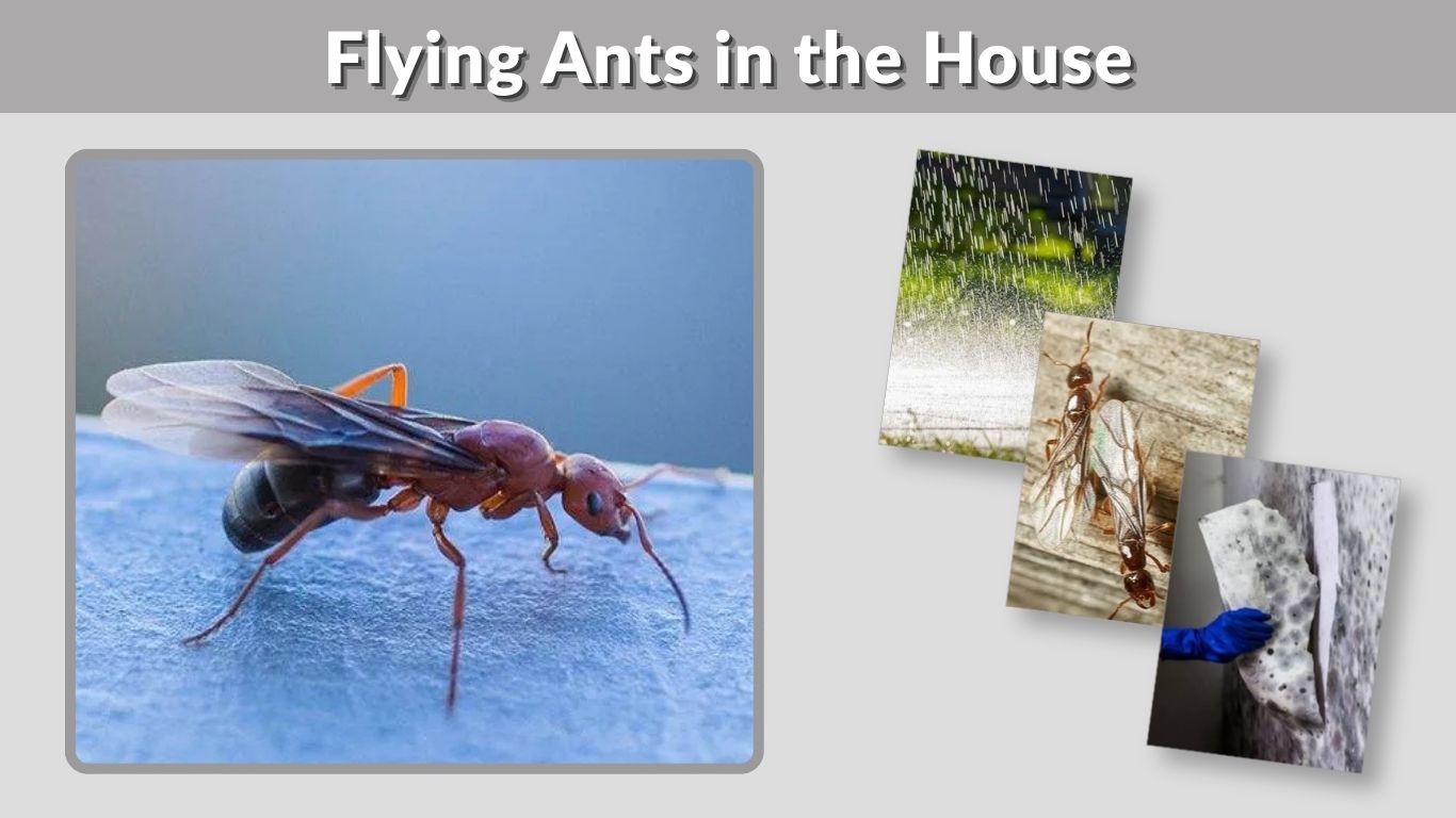 Flying Ants in the House: Causes, Identification, and Control