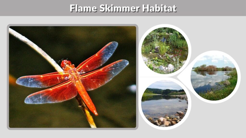 Flame Skimmer Habitat