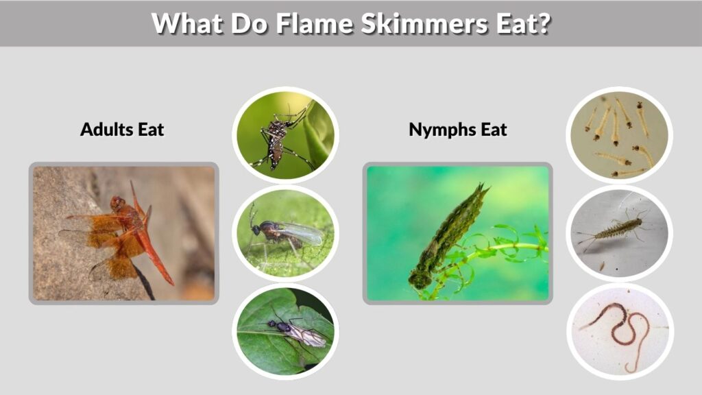 What Do Flame Skimmers Eat?