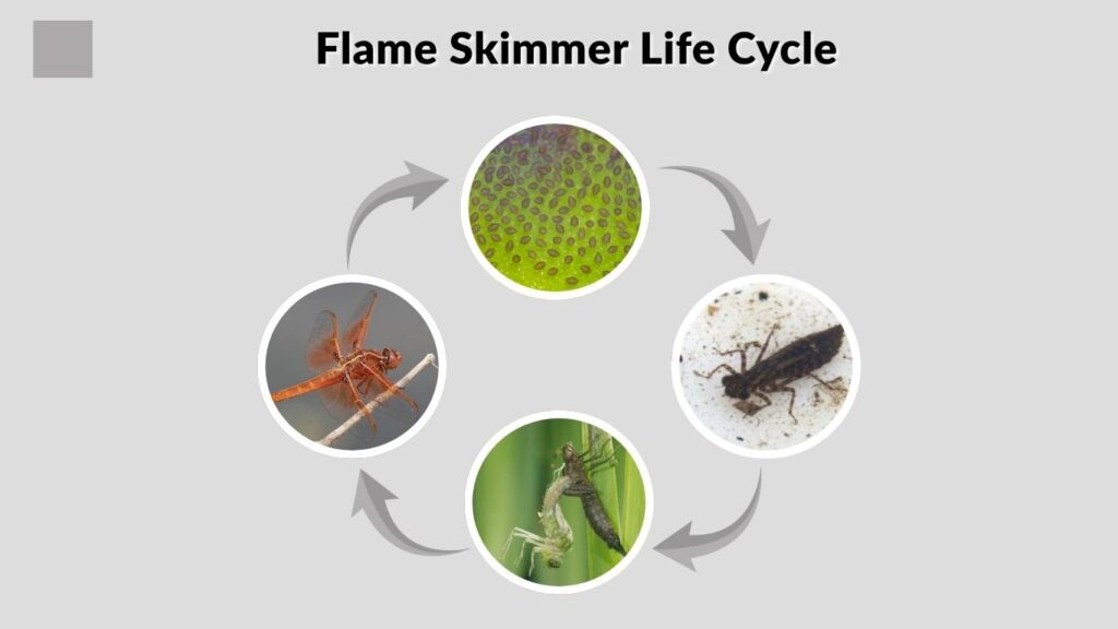 Flame Skimmer Life Cycle