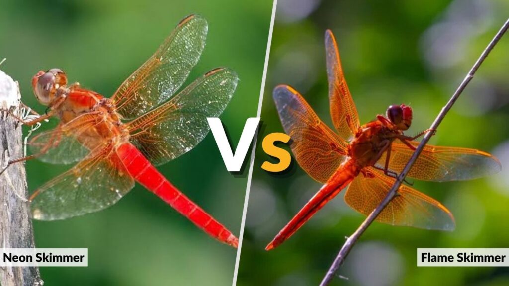 Neon Skimmer vs. Flame Skimmer