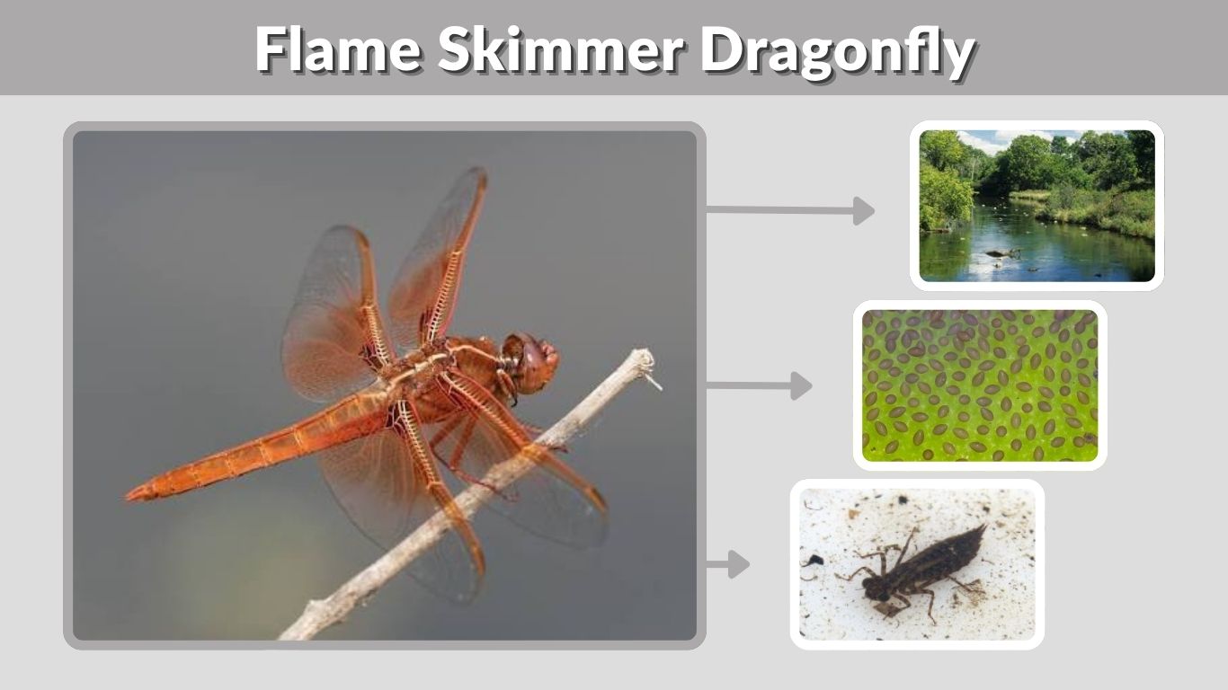 Flame Skimmer Dragonfly: Identification, Diet, and Facts