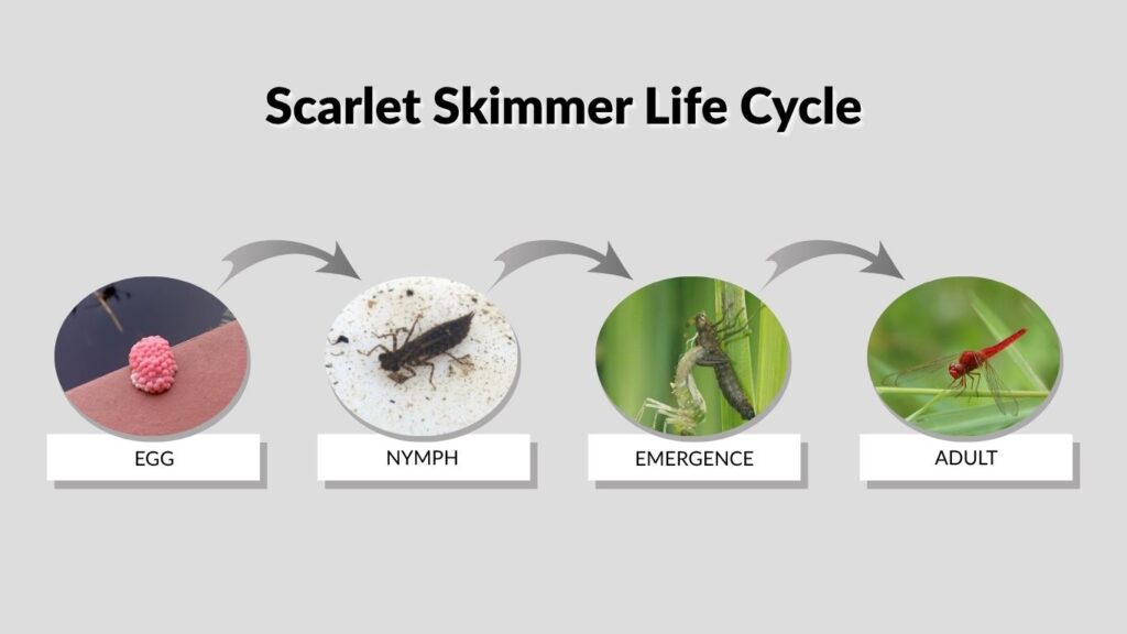 Scarlet Skimmer Life Cycle