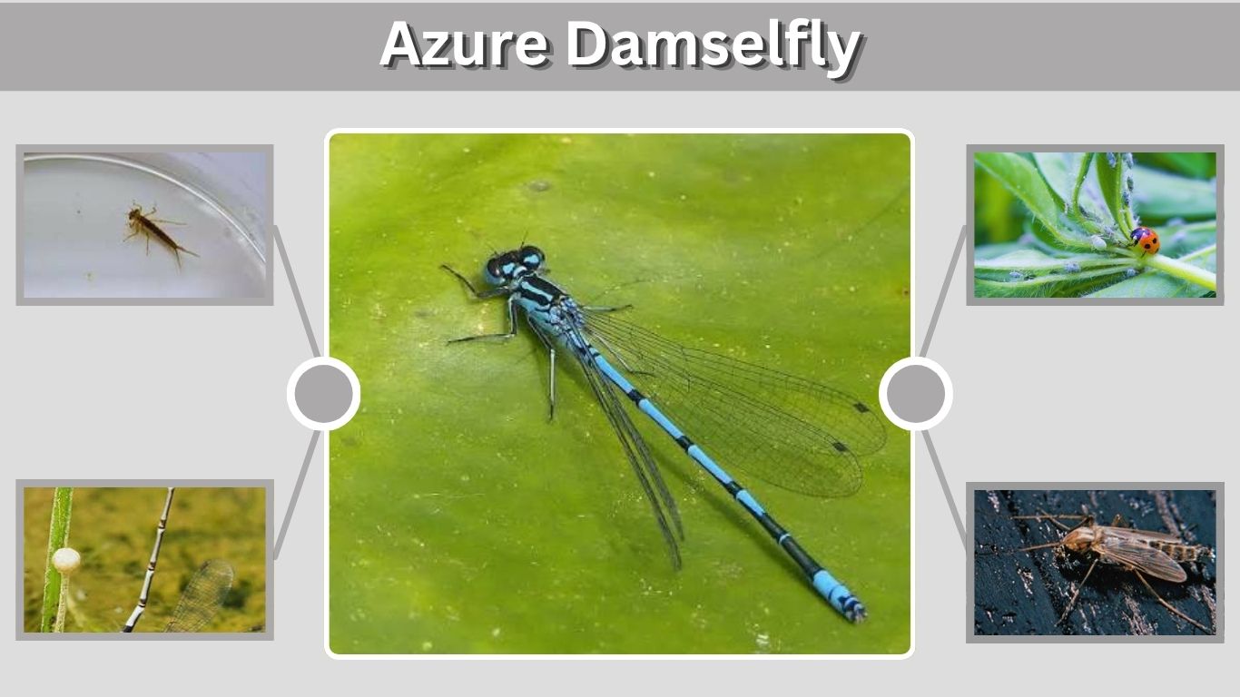 Azure Damselfly: Identification, Habitat, Diet, and Facts