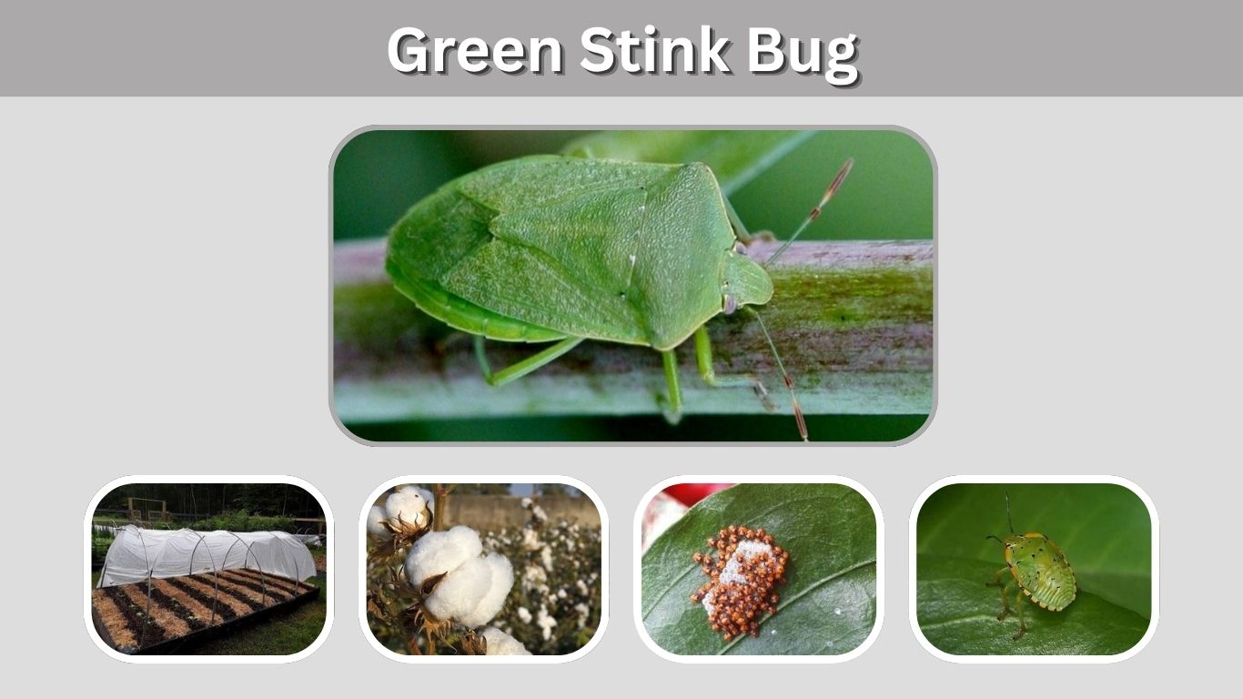 Green Stink Bug: Identification, Life Cycle & Control
