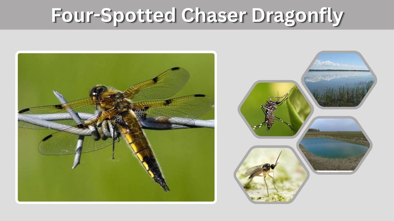 Four-Spotted Chaser Dragonfly: Identification, Habitat, and Facts
