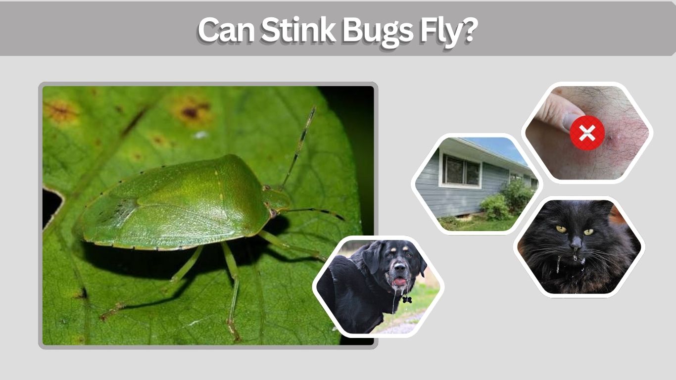 Can Stink Bugs Fly? How They Move, Bite and Survive