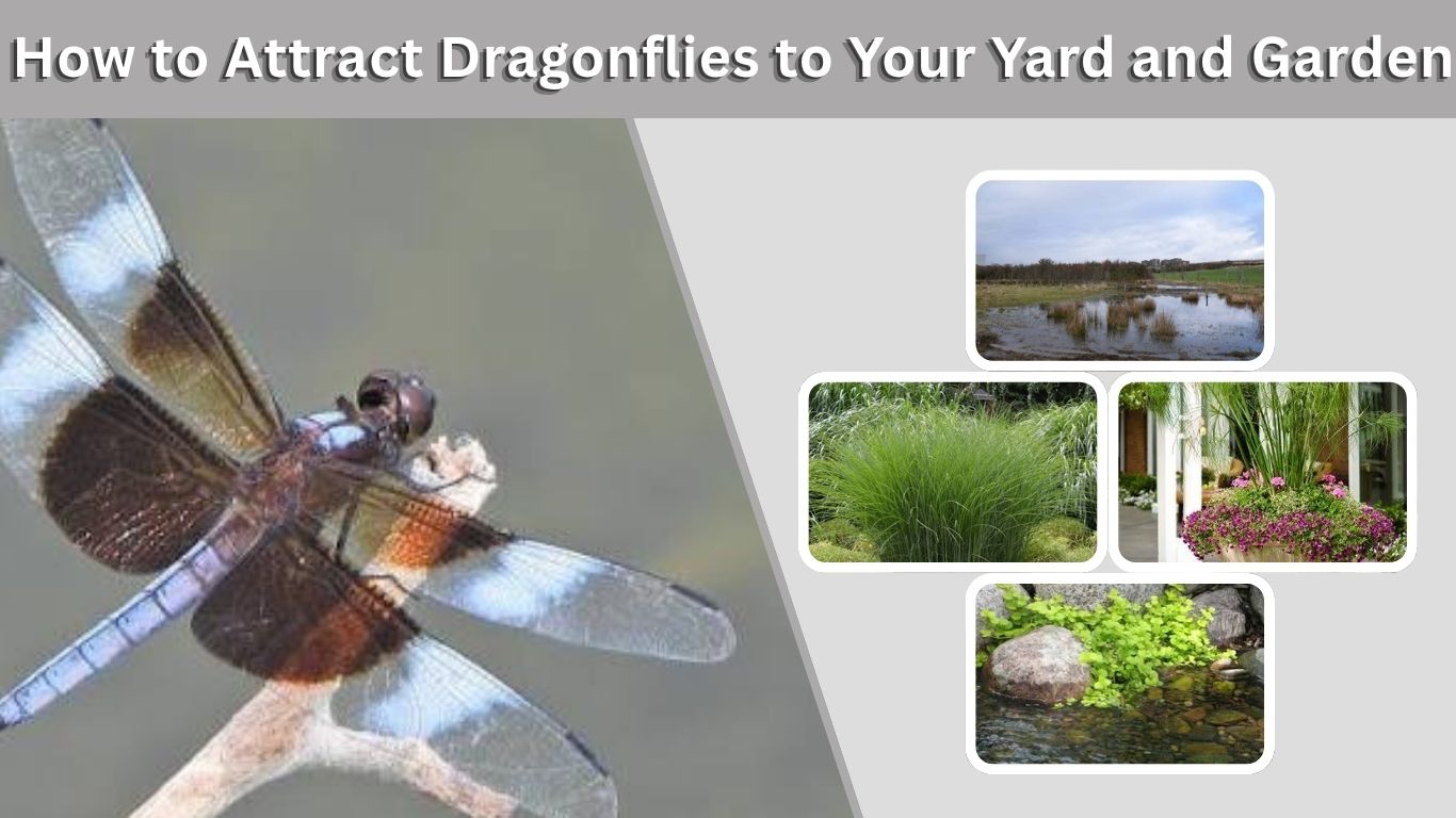 How to Attract Dragonflies to Your Yard and Garden