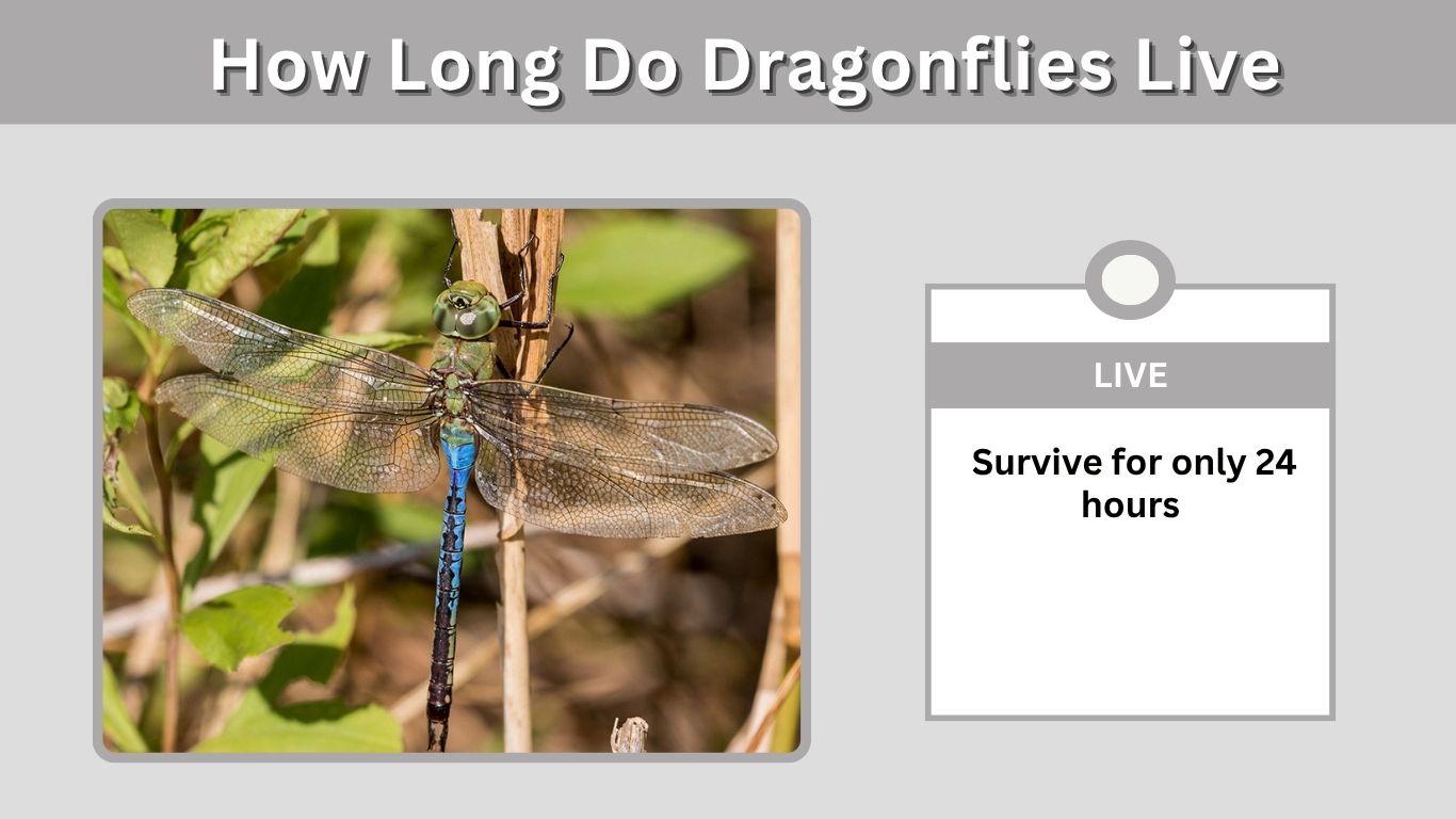 How Long Do Dragonflies Live? Lifespan From Nymph to Adult