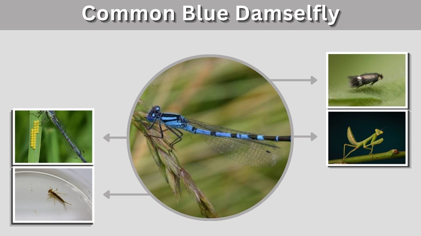 Common Blue Damselfly: Identification, Habitat, and Facts