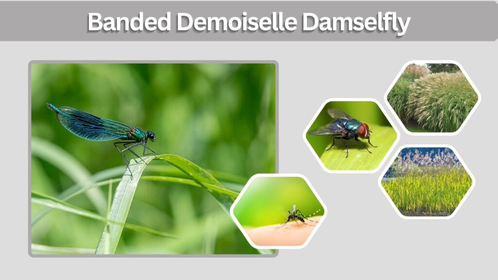 Banded Demoiselle Damselfly: Identification and Facts