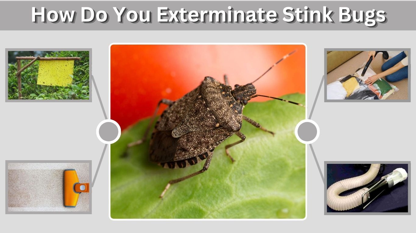 How Do You Exterminate Stink Bugs? Best Methods That Work