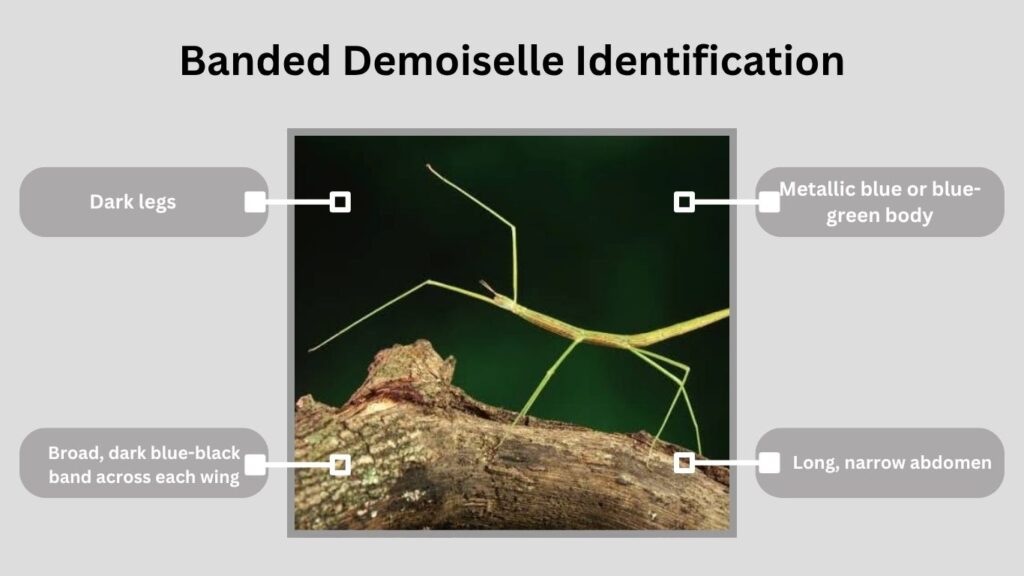 Banded Demoiselle Identification