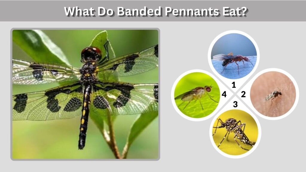 What Do Banded Pennants Eat?