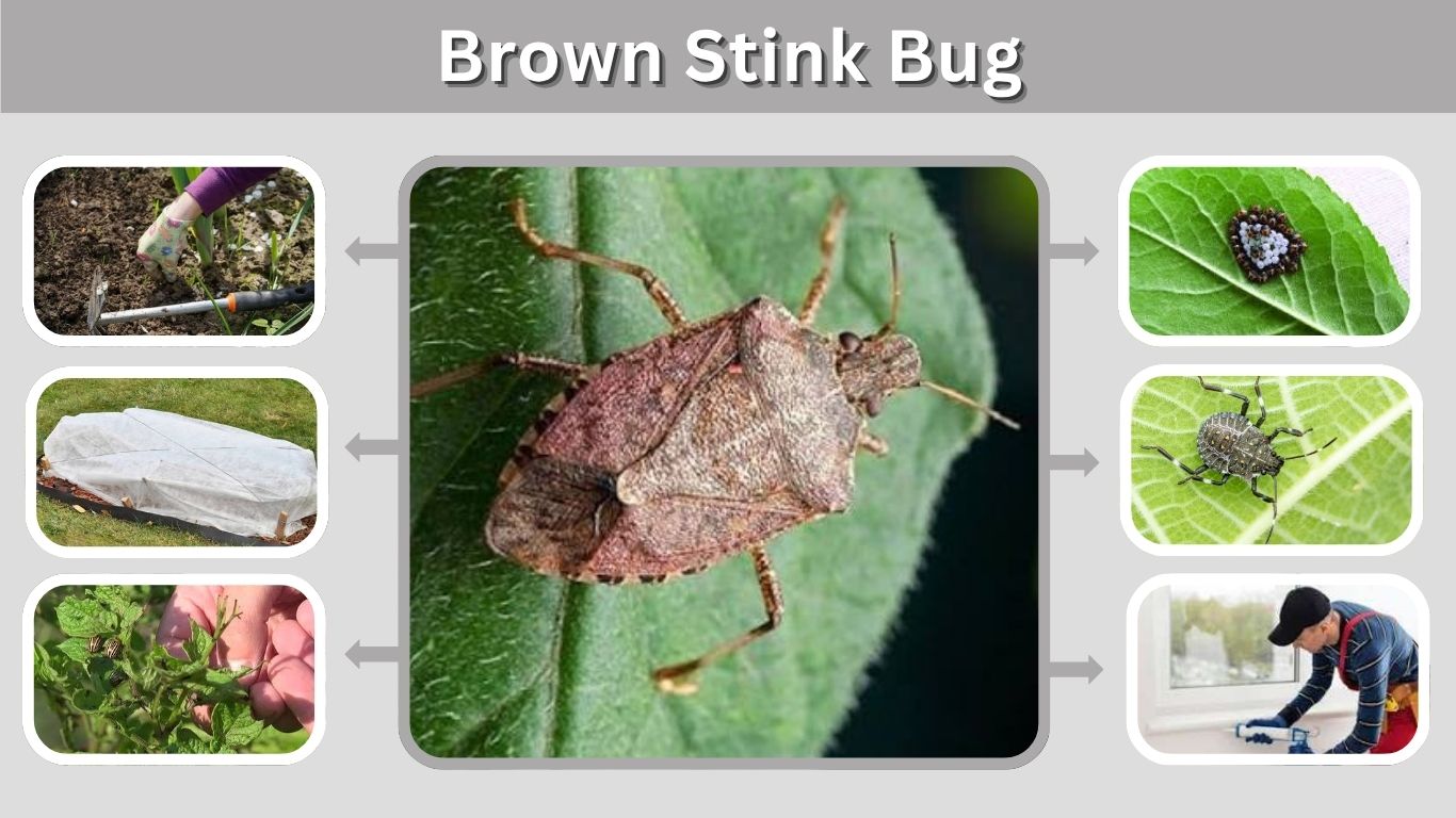 Brown Stink Bug: Identification, Nymph, Eggs, Bite & Control