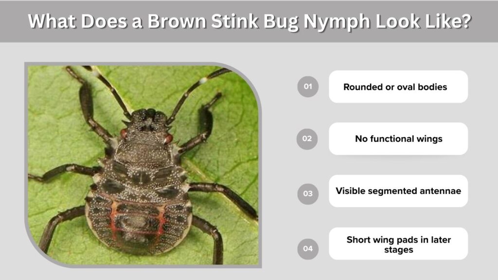 What Does a Brown Stink Bug Nymph Look Like?