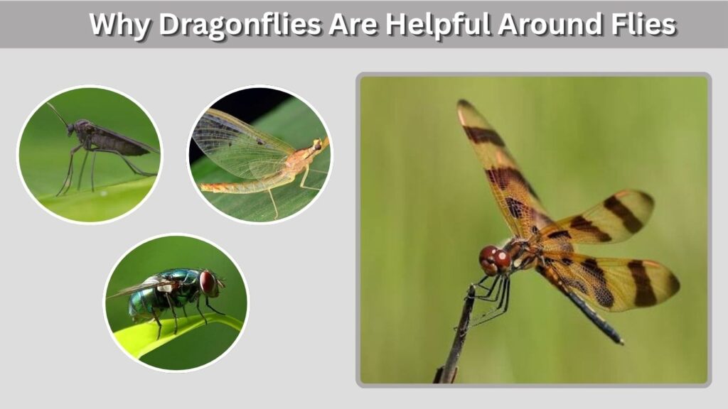 Why Dragonflies Are Helpful Around Flies