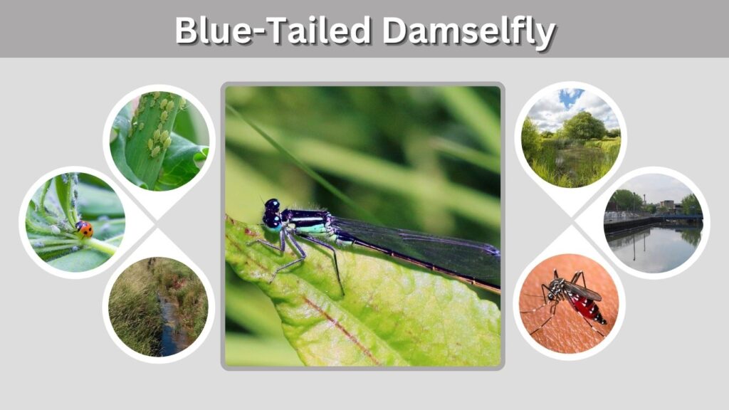 Blue-Tailed Damselfly: Identification, Habitat, and Facts
