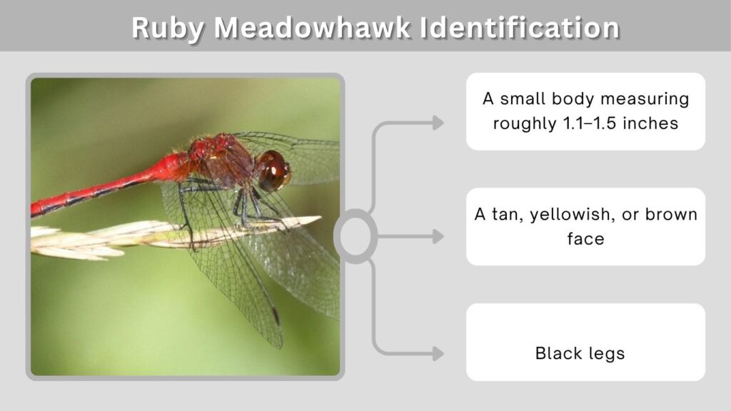 Ruby Meadowhawk Identification