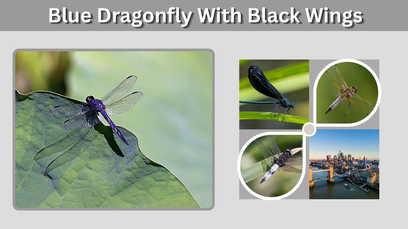 Blue Dragonfly With Black Wings: ID, Species & Facts
