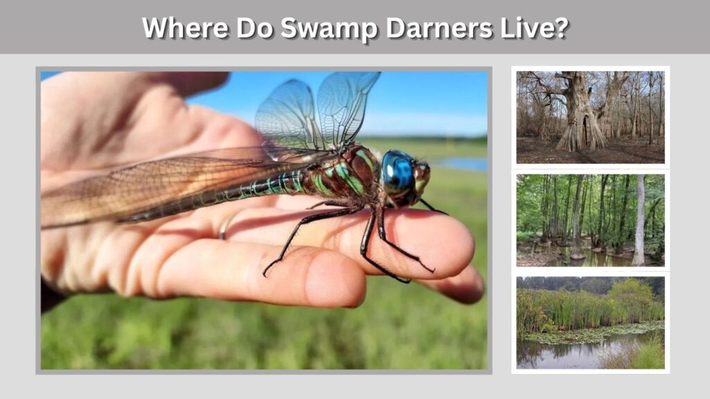Where Do Swamp Darners Live?