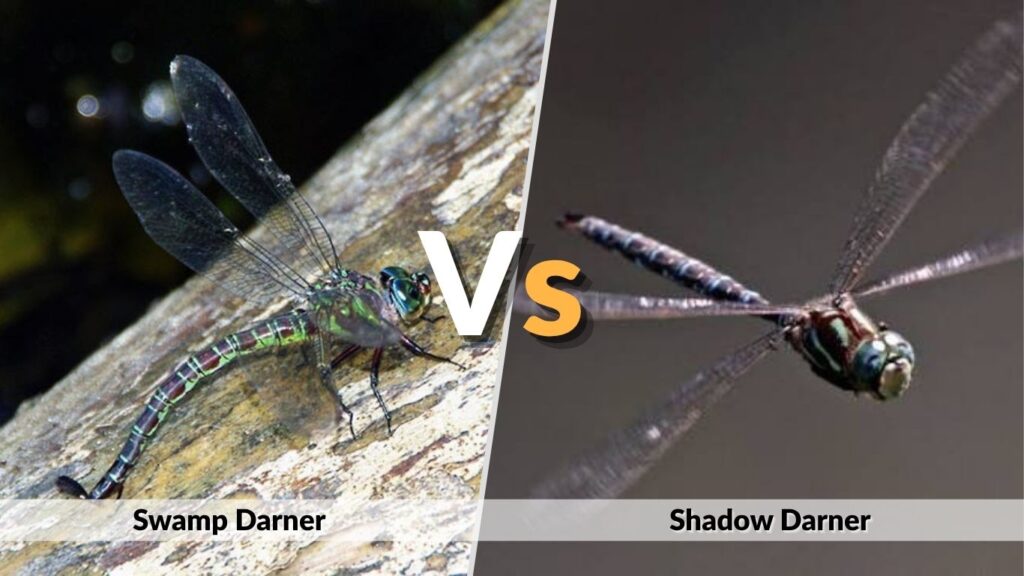 Swamp Darner vs. Shadow Darner