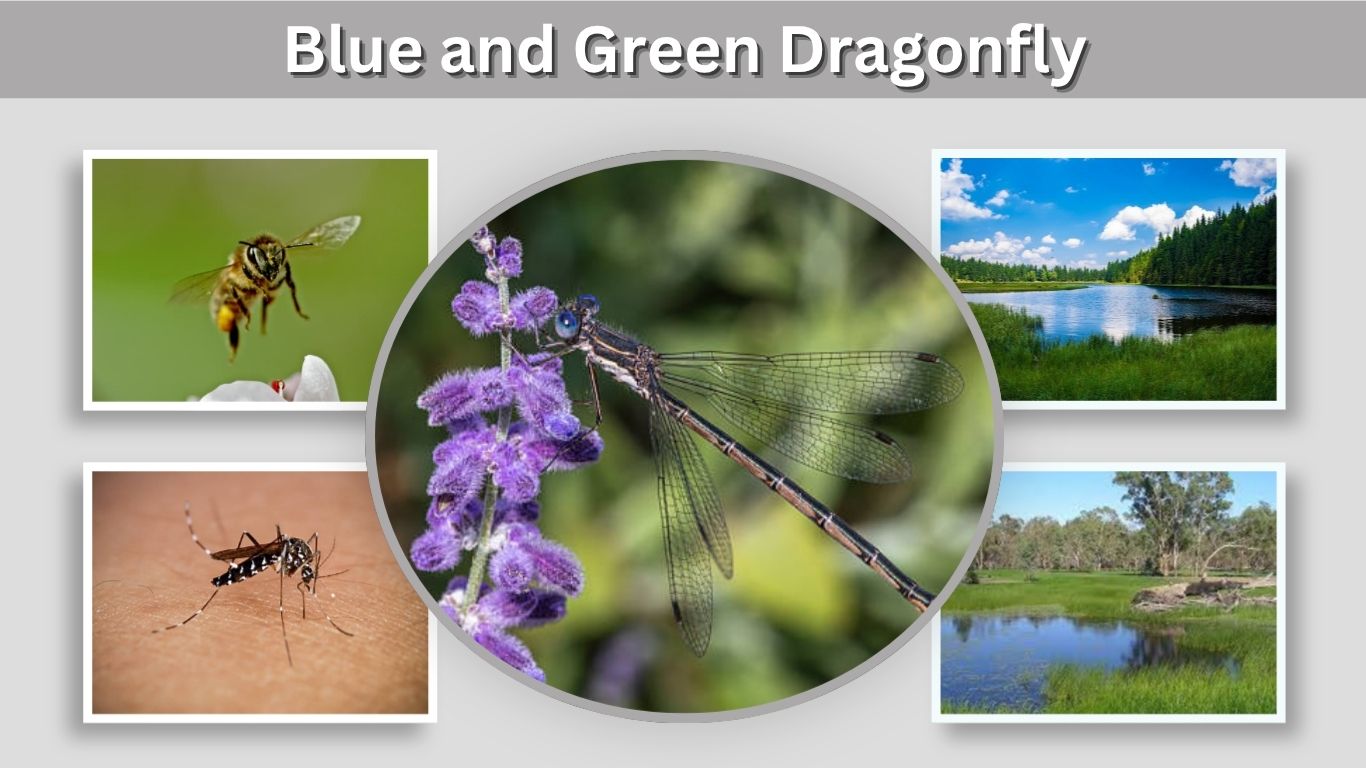Blue and Green Dragonfly: Identification, Species & Facts