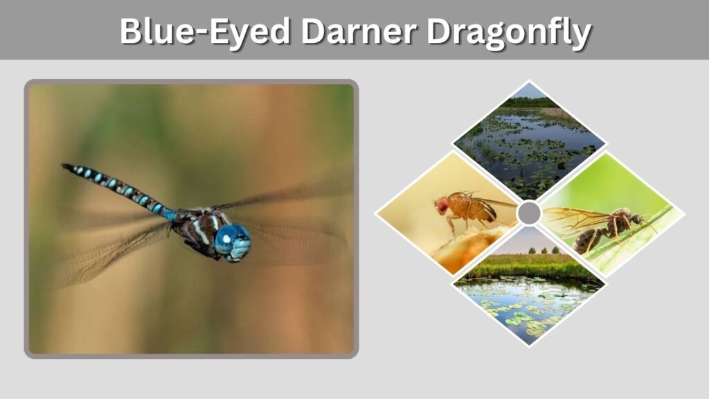 Blue-Eyed Darner Dragonfly: Identification, Habitat and Facts
