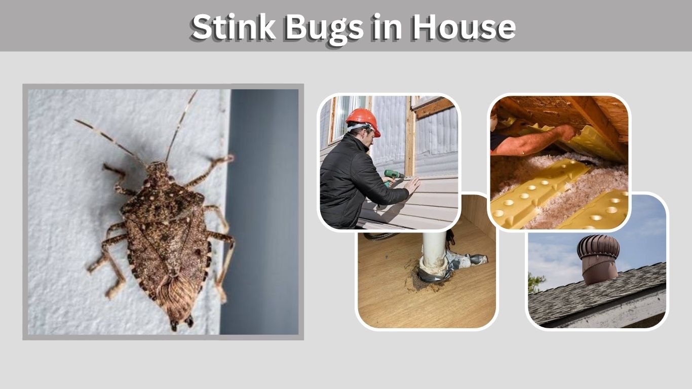 Stink Bugs in House: Why They Come In and How to Get Rid